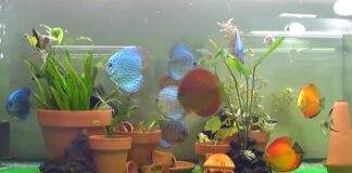 Des plantes en pot dans l'aquarium