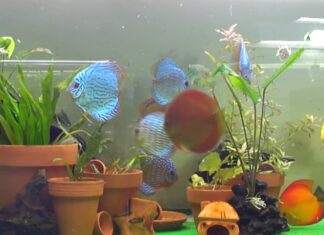 Des plantes en pot dans l'aquarium