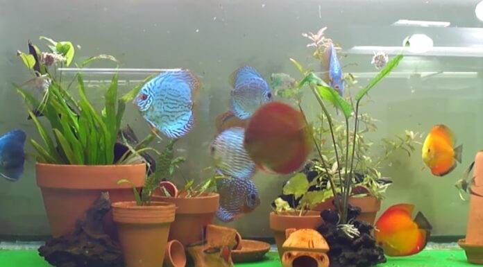 Des plantes en pot dans l'aquarium