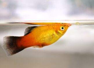Platy : Beaucoup de charme et des inconvénients … Platy Beaucoup de charme et des inconvénients