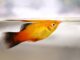 Platy : Beaucoup de charme et des inconvénients … Platy Beaucoup de charme et des inconvénients