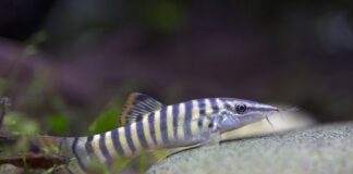 Syncrossus berdmorei