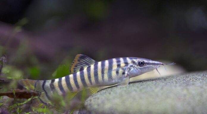 Syncrossus berdmorei
