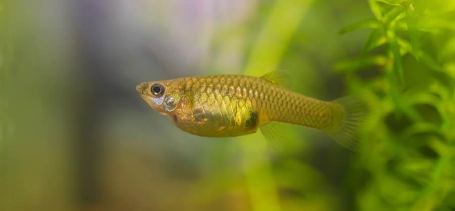 femelle guppy