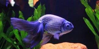 le corps d'un poisson
