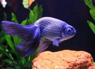 le corps d'un poisson