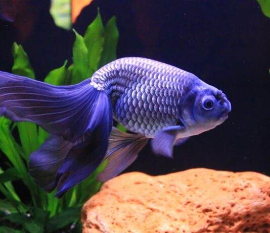 le corps d'un poisson