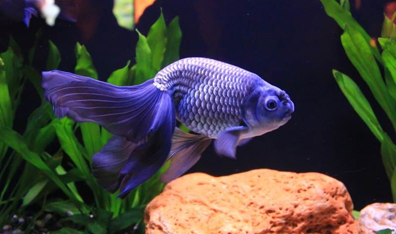 le corps d'un poisson