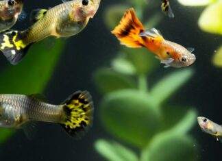 l'élevage du poisson guppy