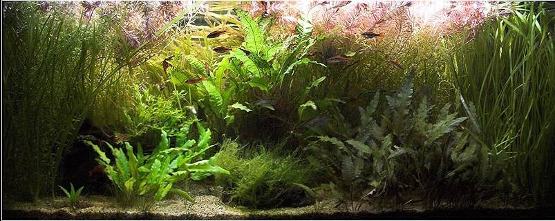 poisson combattant aquarium 180 litre