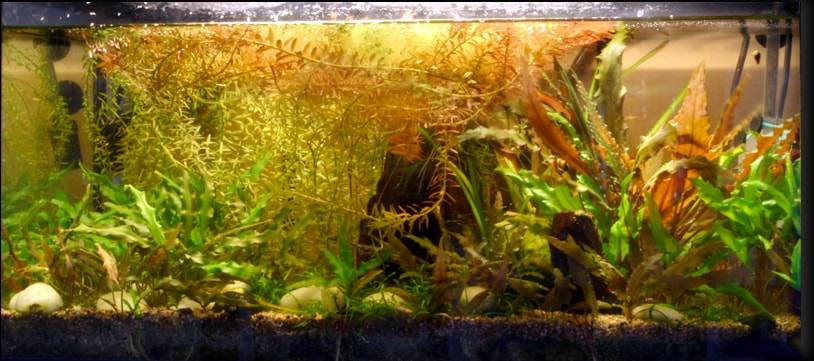 poisson combattant aquarium 54 litrs