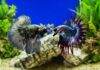 La cohabitation du poisson combattant possible ou pas ? poisson combattant cohabitation