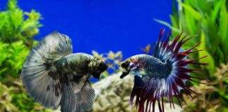 poisson combattant cohabitation