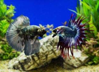 poisson combattant cohabitation