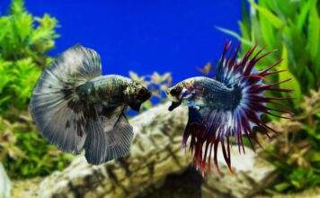 poisson combattant cohabitation
