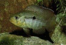 Aequidens hoehnei
