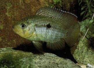 Aequidens hoehnei