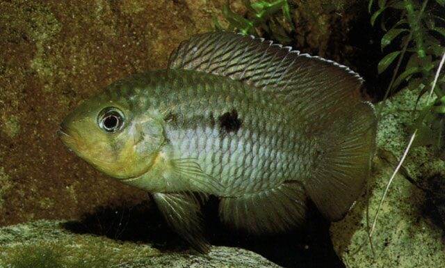 Aequidens hoehnei