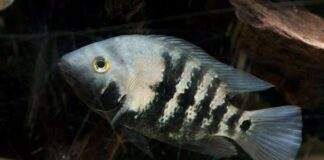 Amphilophus macracanthus