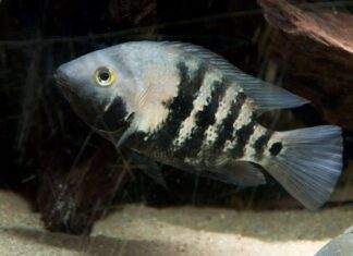 Amphilophus macracanthus