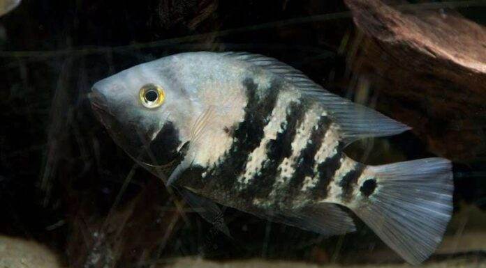 Amphilophus macracanthus