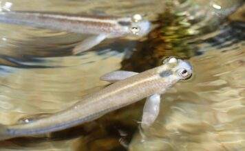 Fiche du poisson Anableps anableps Anableps tetrophthalmus