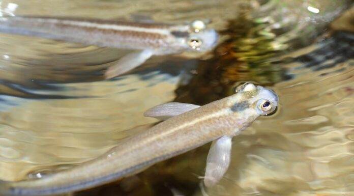Anableps tetrophthalmus