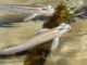 Fiche du poisson Anableps anableps Anableps tetrophthalmus