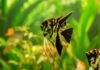 Angel Fish