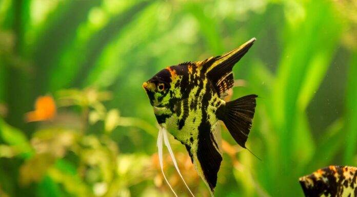 Angel Fish