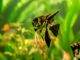Fiche du poisson Pterophyllum scalare (Scalaire) Angel Fish