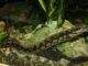 Fiche du poisson Mastacembelus armatus Anguille épineuse géante