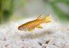 Aphyosemion striatum