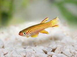 Aphyosemion striatum