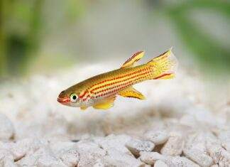 Aphyosemion striatum