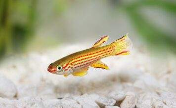 Aphyosemion striatum