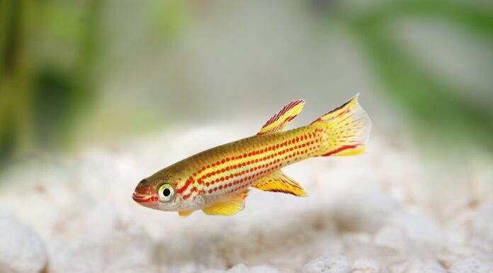 Aphyosemion striatum