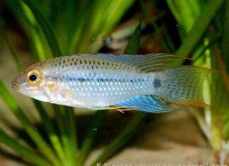 Apistogramma steindachneri
