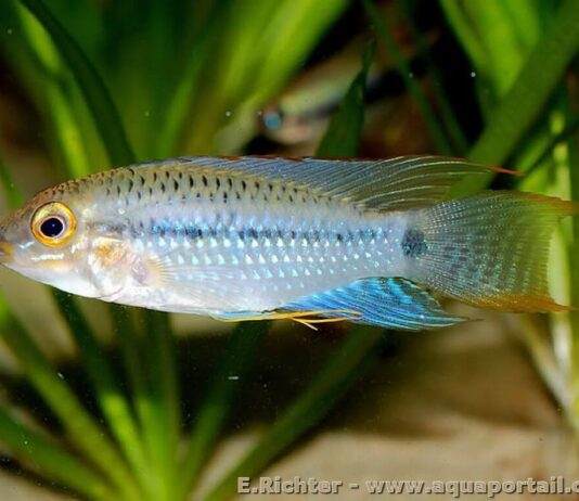 Apistogramma steindachneri