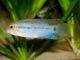 Fiche du poisson Apistogramma steindachneri Apistogramma steindachneri