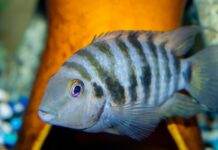 Archocentrus nigrofasciatus