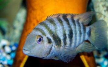 Fiche du poisson Amatitlania nigrofasciata Archocentrus nigrofasciatus