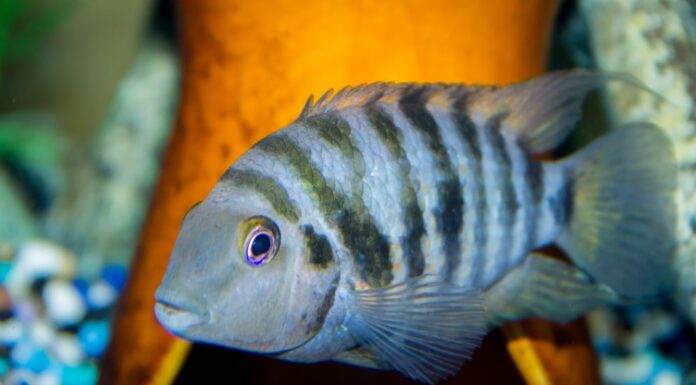 Fiche du poisson Amatitlania nigrofasciata Archocentrus nigrofasciatus