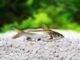 Fiche du poisson Ariopsis seemanni Arius seemani