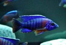 Fiche du poisson Aulonocara hansbaenschi Aulonocara hansbaenschi