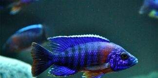 Aulonocara hansbaenschi
