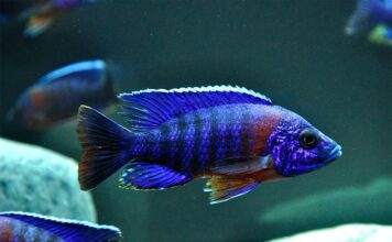 Aulonocara hansbaenschi