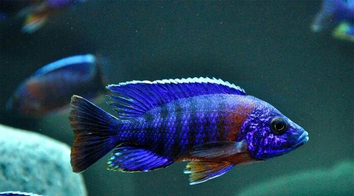 Aulonocara hansbaenschi