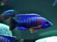 Fiche du poisson Aulonocara hansbaenschi Aulonocara hansbaenschi
