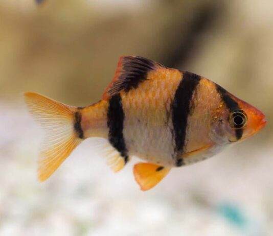 Barbus de Sumatra